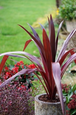 Cordyline-Superstar_Garden