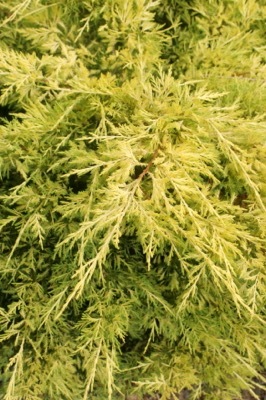 Juniperus-Lemon Pfizz_Foliage