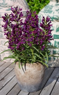 Penstemon-Purple Perfection_Patio