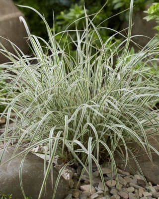 Schizachyrium-Chameleon_Garden