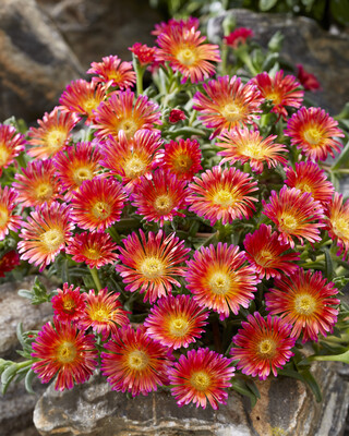 Delosperma Ocean Sunset Orange Glow