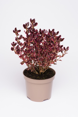 Coprosma Eclipse