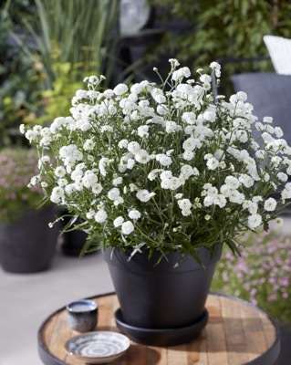 Achillea-Diadem_Patio