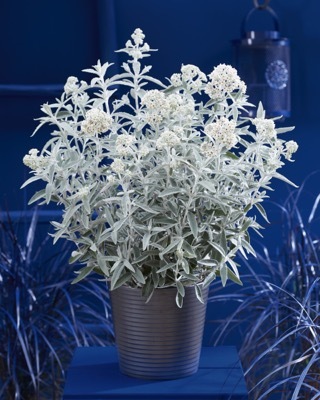 Buddleja-Silver Anniversary_Patio