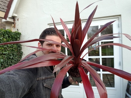 Cordyline-Superstar_General