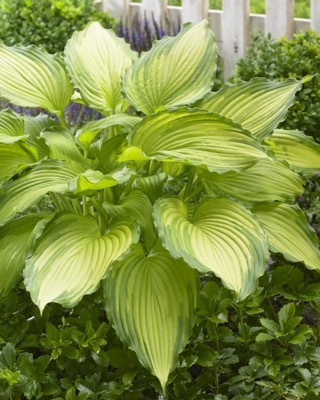 Hosta-Dancing Darling_Garden