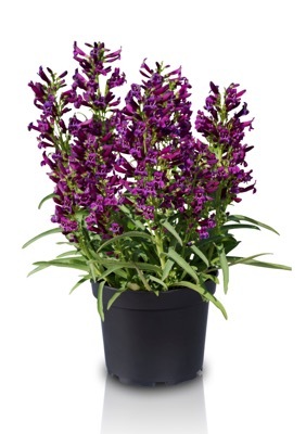 Penstemon-Purple Perfection_Pot