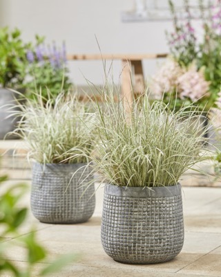 Schizachyrium-Chameleon_Patio