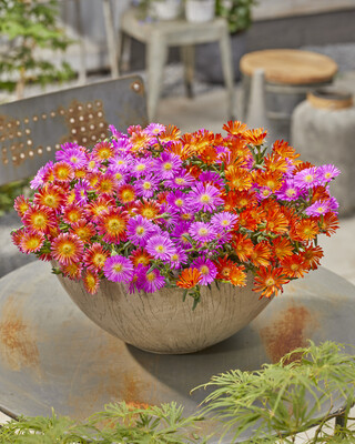 Delosperma Ocean Sunset Orange Vibe