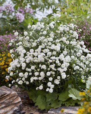 Achillea-Diadem_Garden