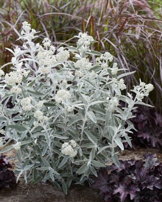 Buddleja-Silver Anniversary_Garden