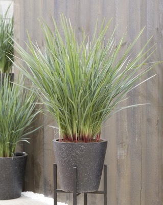 Dianella-Coolvista_Patio