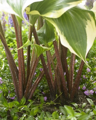 Hosta-Proud Treasure_Garden