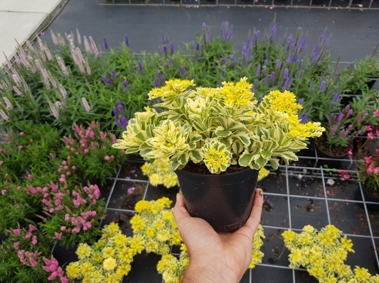 Sedum-Atlantis_Pot