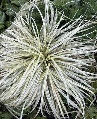 Carex Lunar Falls