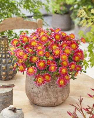 Delosperma Ocean Sunset Orange Glow