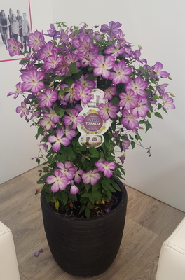 Clematis Pernille