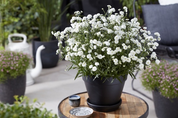 Achillea-Diadem_Patio