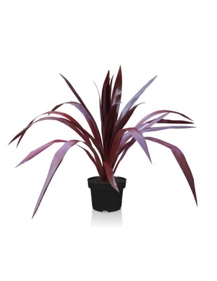 Cordyline-Superstar_Pot