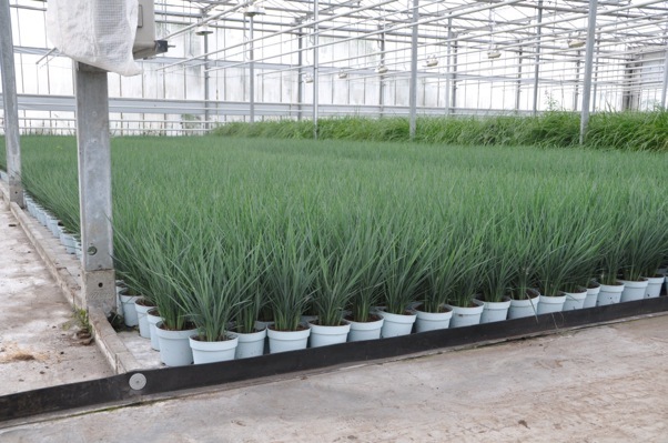 Dianella-Coolvista_Nursery