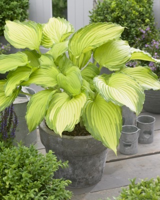 Hosta-Dancing Darling_Patio