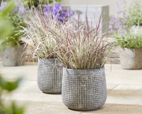 Schizachyrium-Chameleon_Patio