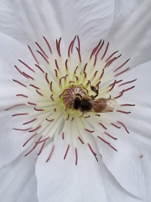 Clematis Guersey Flute