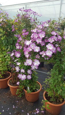 Clematis Pernille