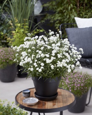 Achillea-Diadem_Patio