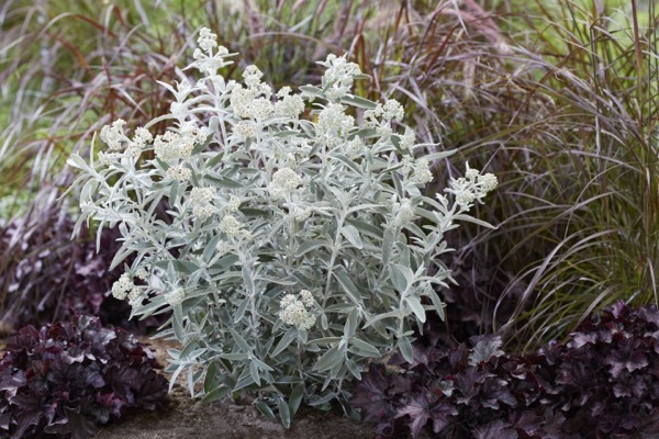 Buddleja-Silver Anniversary_Garden