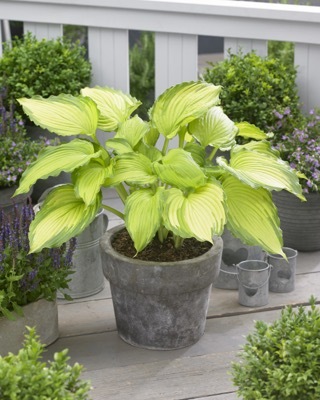 Hosta-Dancing Darling_Patio