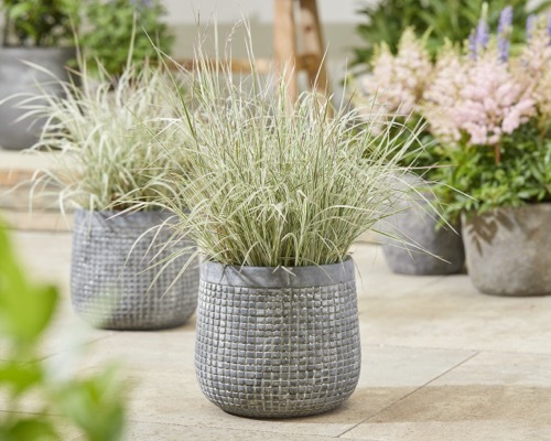 Schizachyrium-Chameleon_Patio