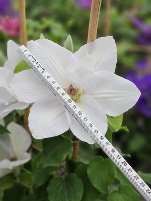 Clematis Guersey Flute