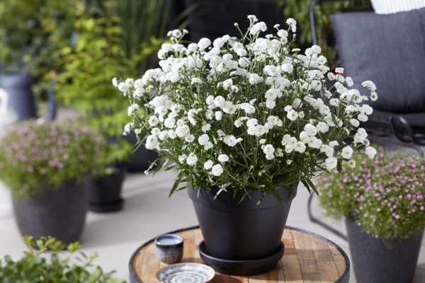 Achillea-Diadem_Patio