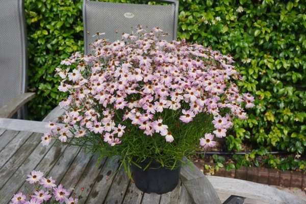 Coreopsis-Chameleon_Patio