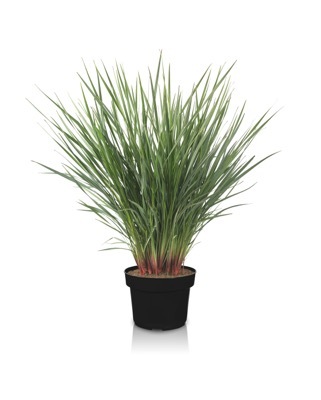 Dianella-Coolvista_Pot