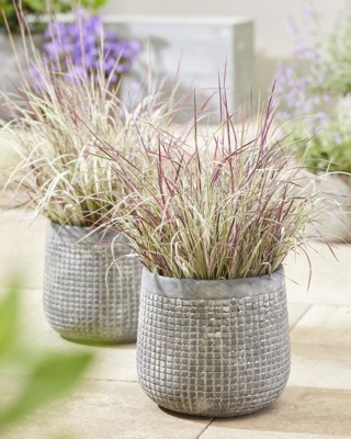 Schizachyrium-Chameleon_Patio