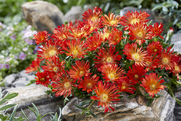 Delosperma Ocean Sunset Orange Vibe