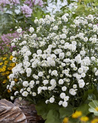 Achillea-Diadem_Garden