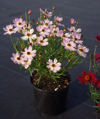 Coreopsis-Chameleon_Pot