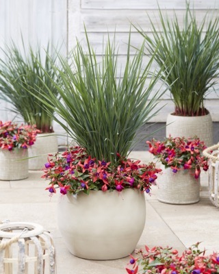 Dianella-Coolvista_Patio