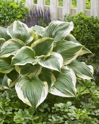 Hosta-Proud Treasure_Garden