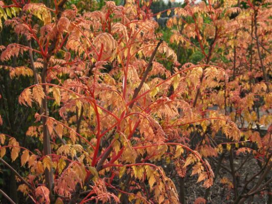 Koelreuteria-Coral Sun-foliage#1