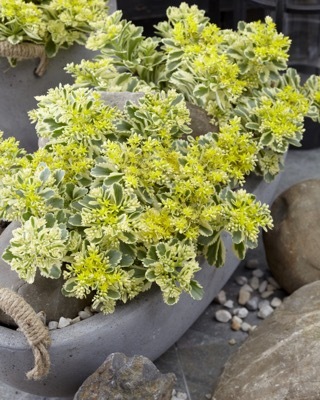 Sedum-Atlantis_Patio