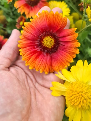Gaillardia Sun Buddies Red