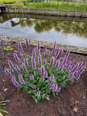 Agastache Beelicious Blue
