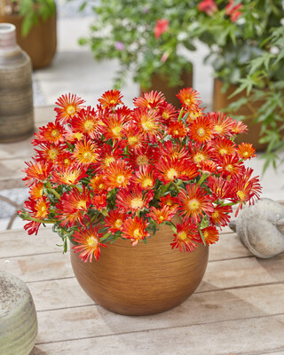 Delosperma Ocean Sunset Orange Vibe