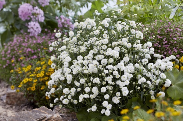 Achillea-Diadem_Garden