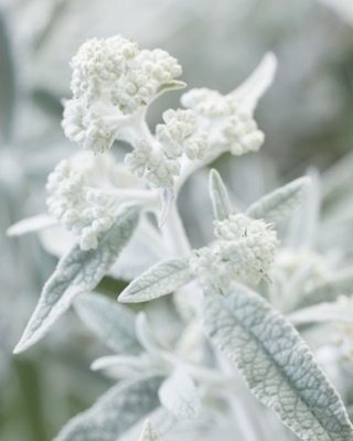 Buddleja-Silver Anniversary_Close up flower