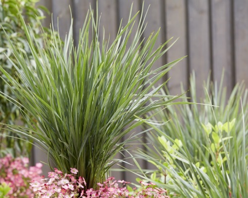 Dianella-Coolvista_Garden